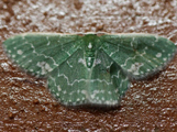 Rhodesia alboviridata